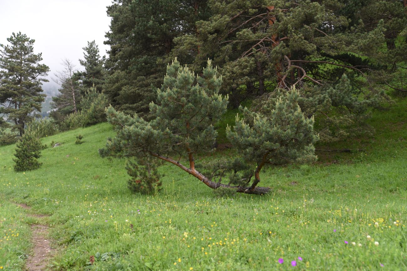 Окрестности урочища Никойте, image of landscape/habitat.