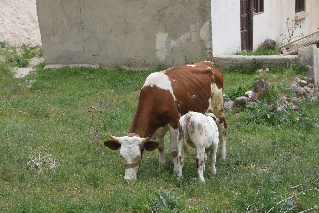 Явузлар, изображение ландшафта.