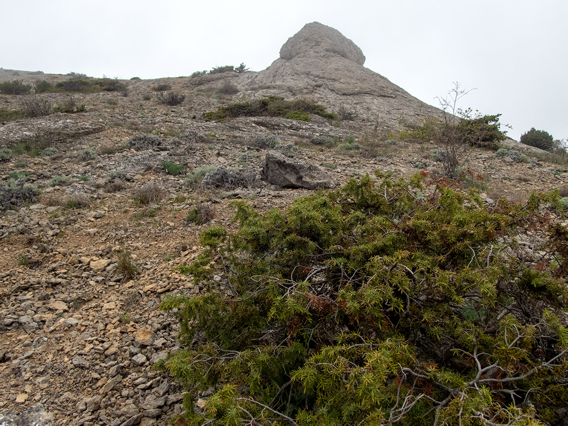 Гора Лысая (Голая), image of landscape/habitat.