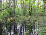 Лесники, низинная часть, image of landscape/habitat.