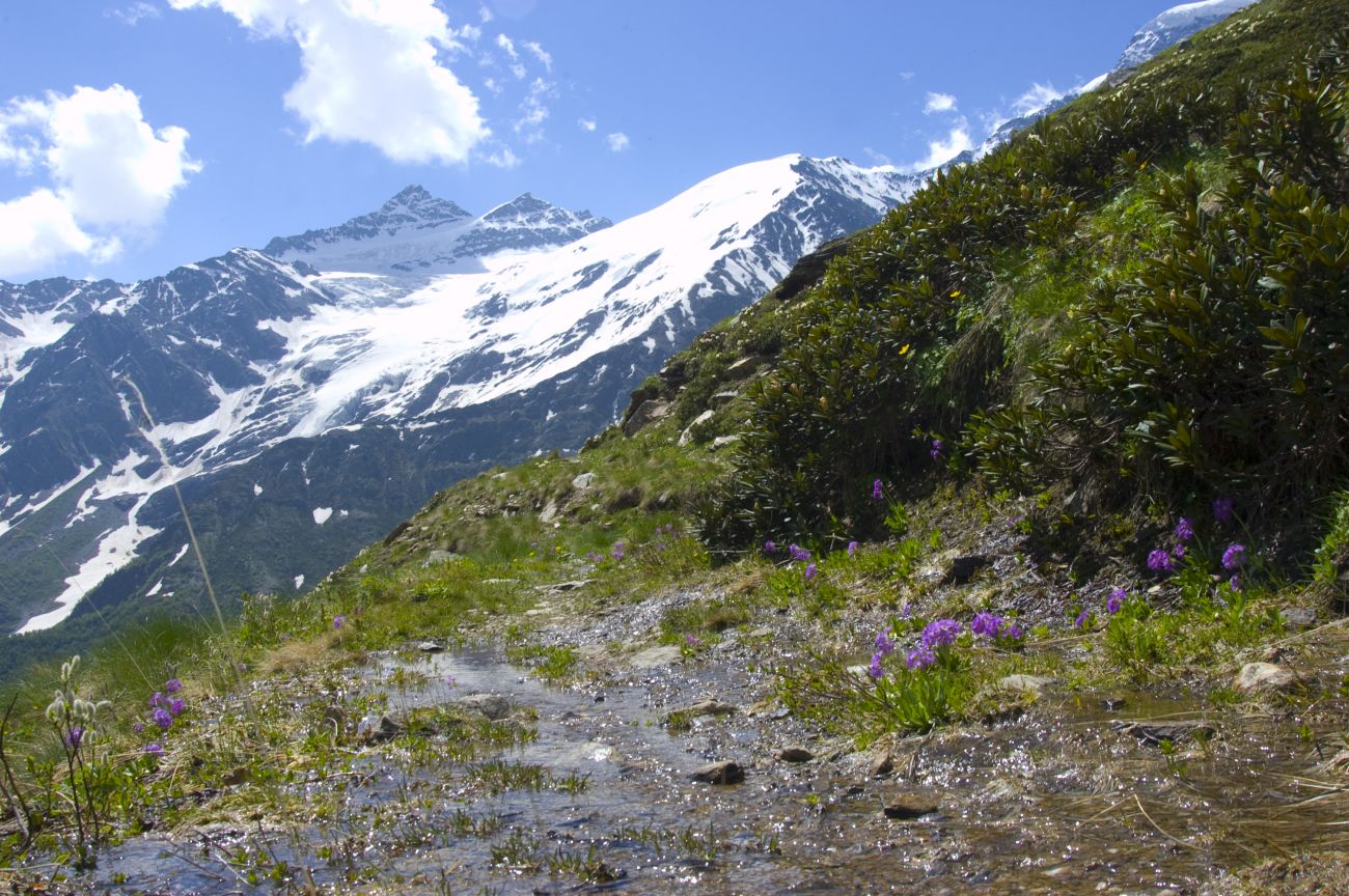 Северный склон горы Чегет, image of landscape/habitat.