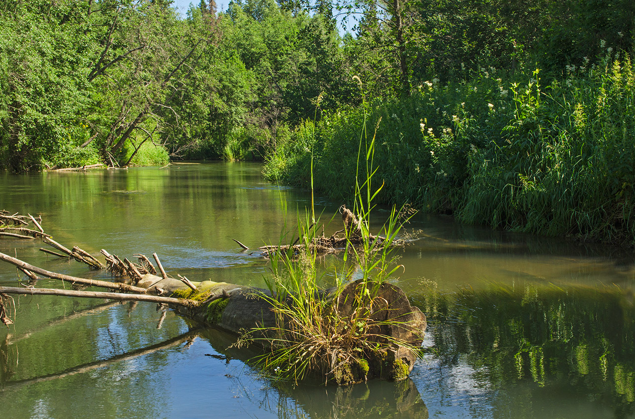 Окрестности деревни Шкарята, image of landscape/habitat.