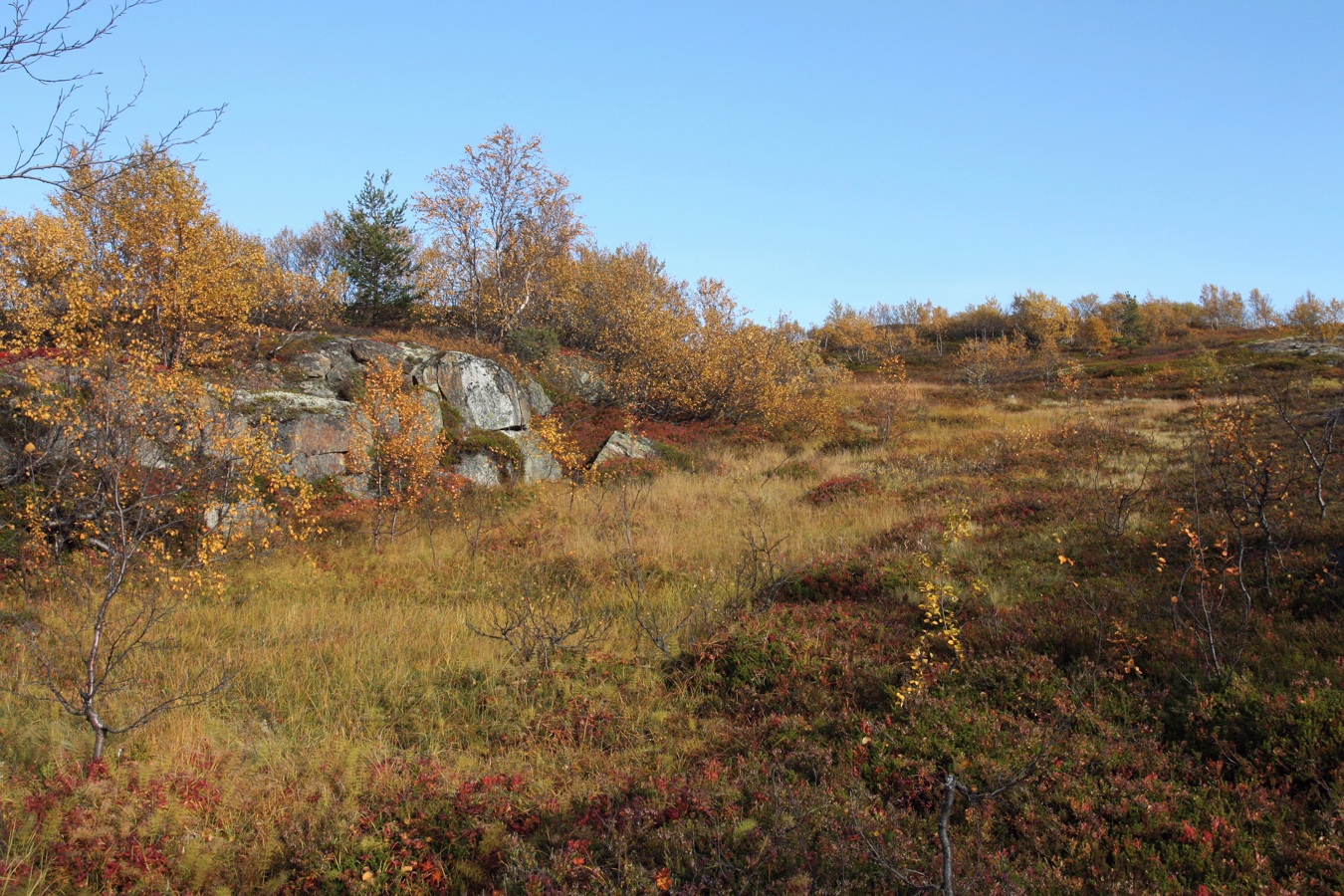 Горелая сопка, image of landscape/habitat.