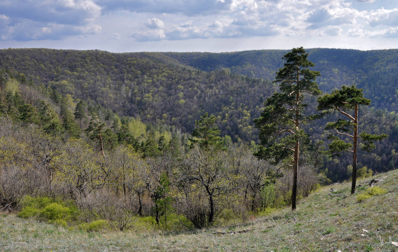 Гора Стрельная, image of landscape/habitat.