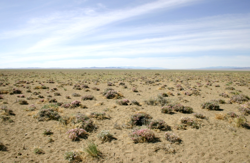 Дургунь-Нур, image of landscape/habitat.