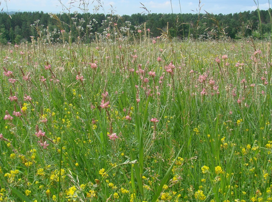 Долина реки Иркут, image of landscape/habitat.