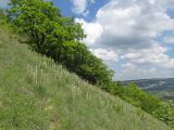 Бакла, image of landscape/habitat.