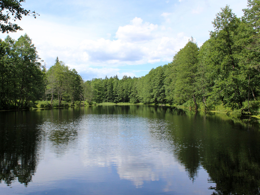 Асино, image of landscape/habitat.