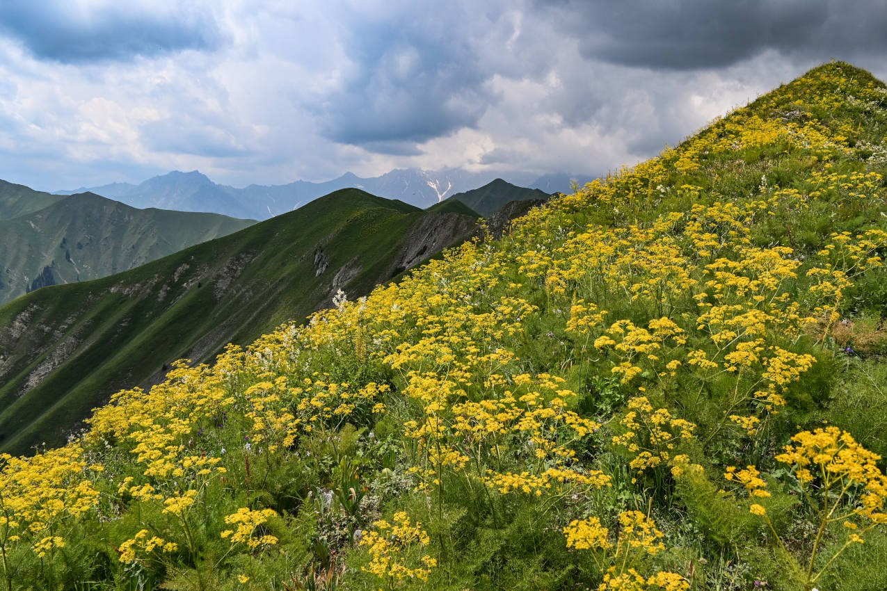 Перевал Кульдамбес, image of landscape/habitat.