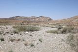 Тамдытау, image of landscape/habitat.