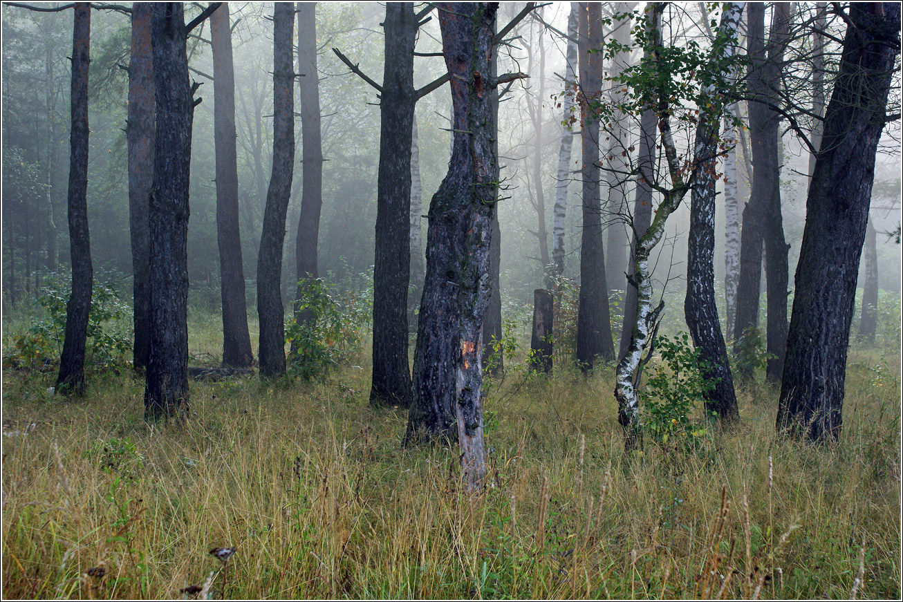 Окрестности Хрипани, image of landscape/habitat.
