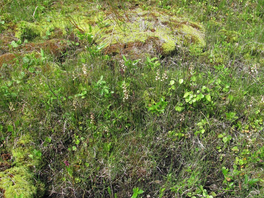 Долина реки Вель, image of landscape/habitat.