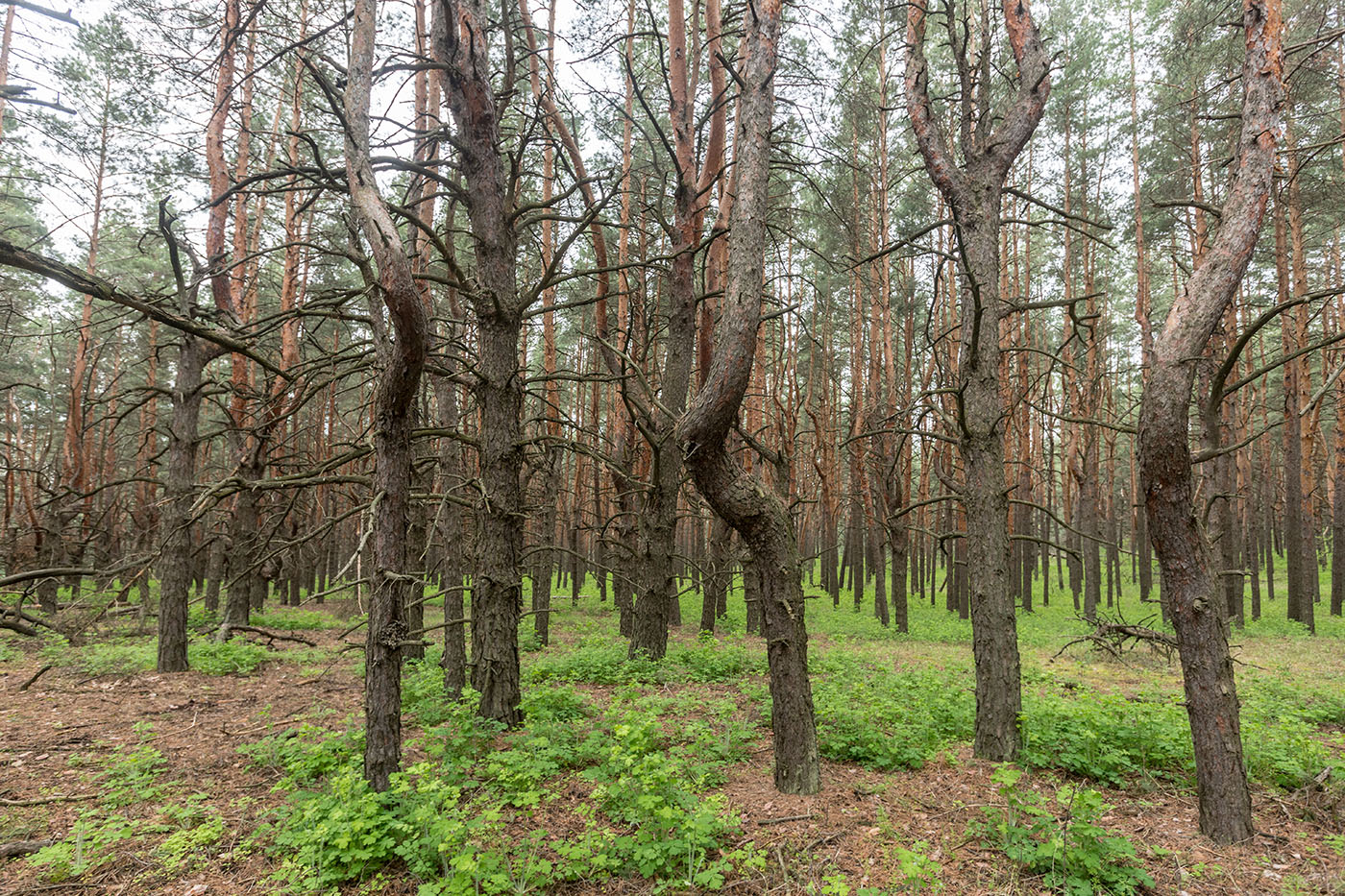 Гора Городище, image of landscape/habitat.