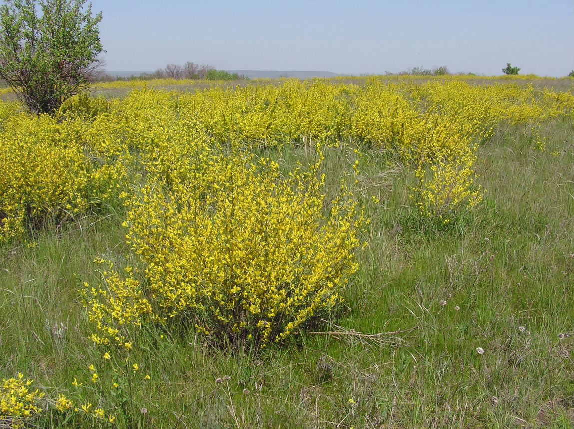 Окрестности села Докторовка, image of landscape/habitat.