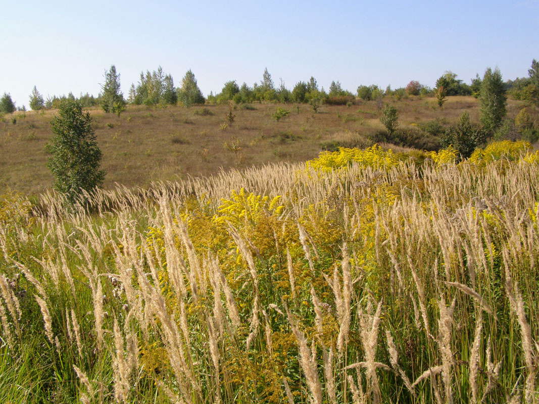 г. Орёл, image of landscape/habitat.