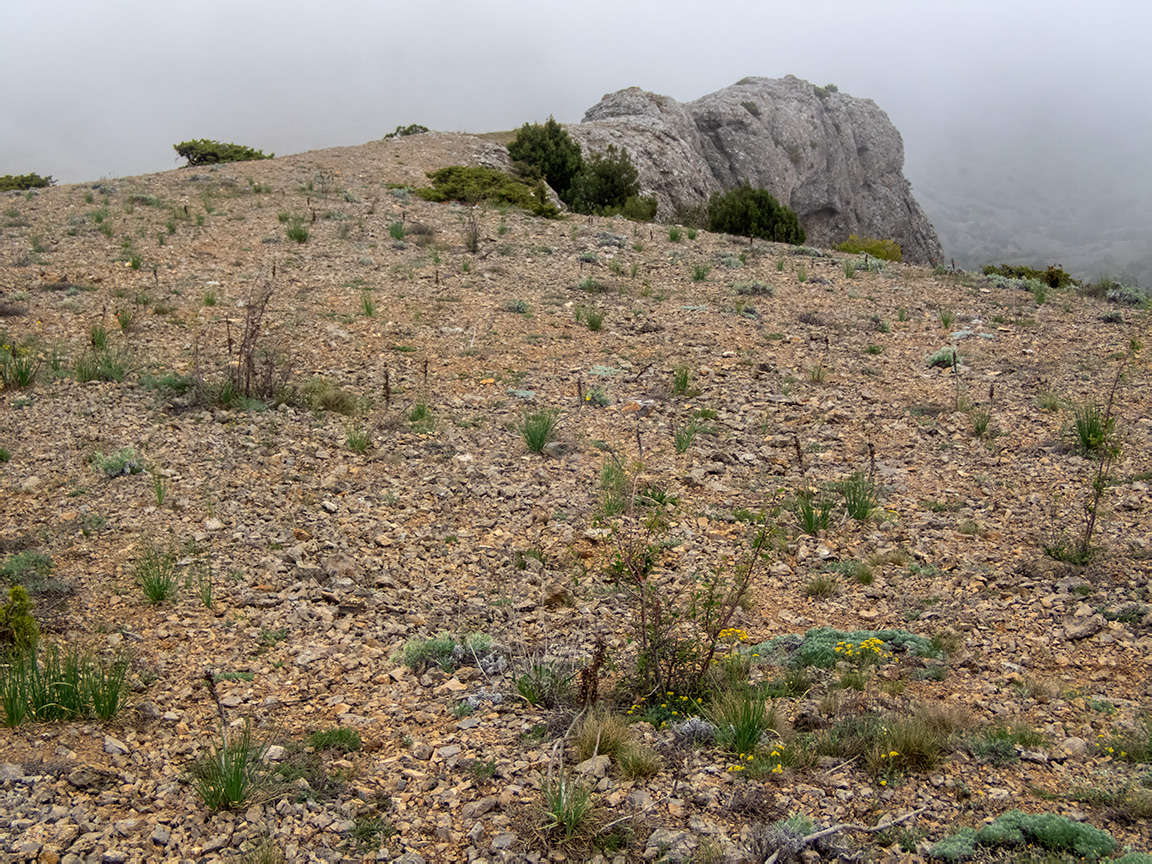 Гора Лысая (Голая), image of landscape/habitat.