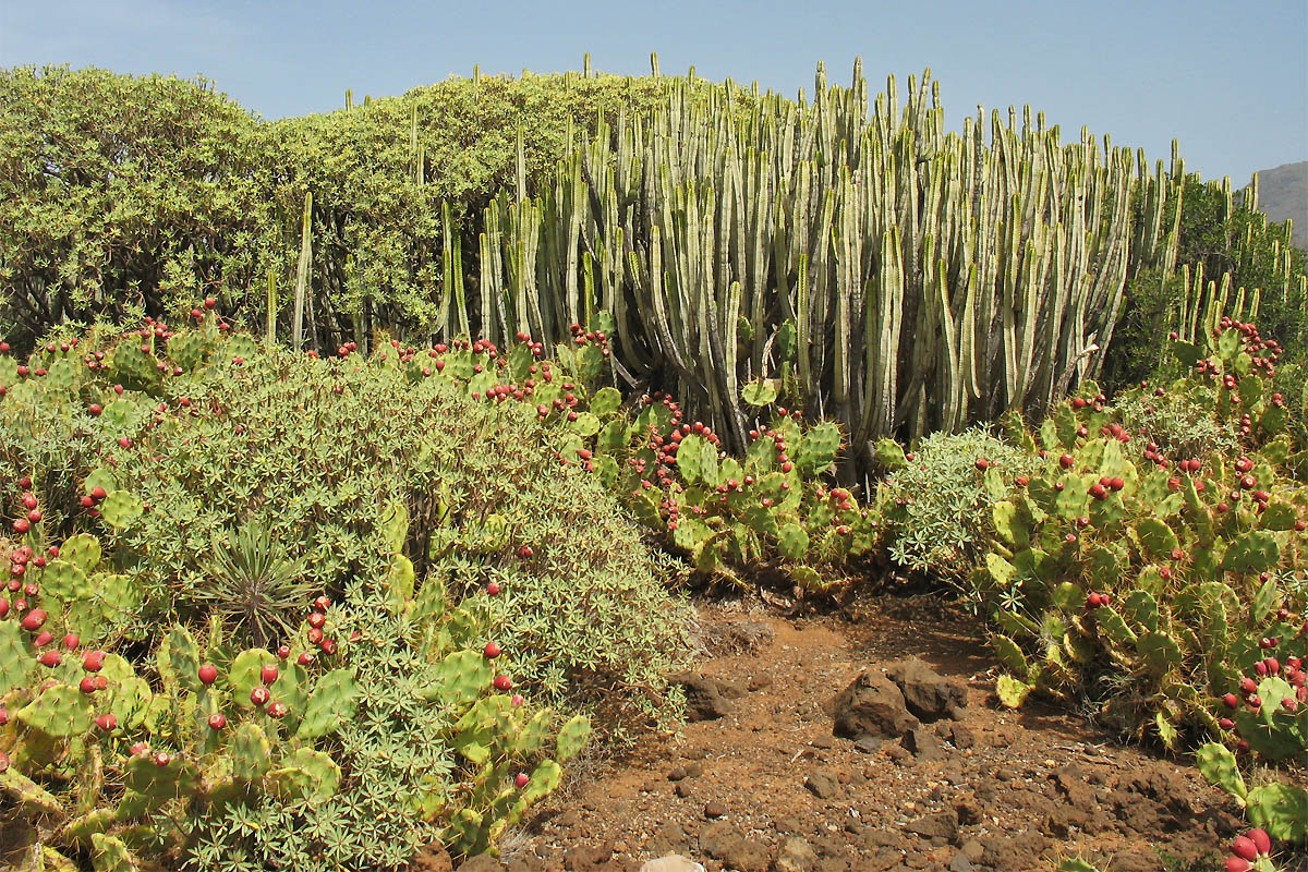 Ландшафтный парк Тено, image of landscape/habitat.