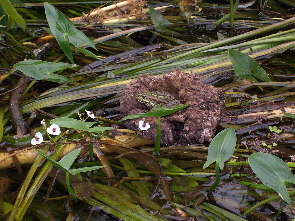 Нижнее течение реки Усожи 2, image of landscape/habitat.