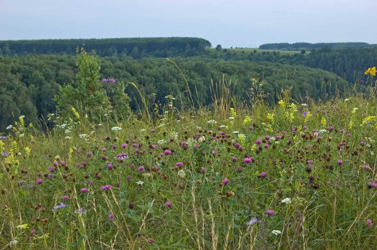 Окрестности деревни Комарово, image of landscape/habitat.