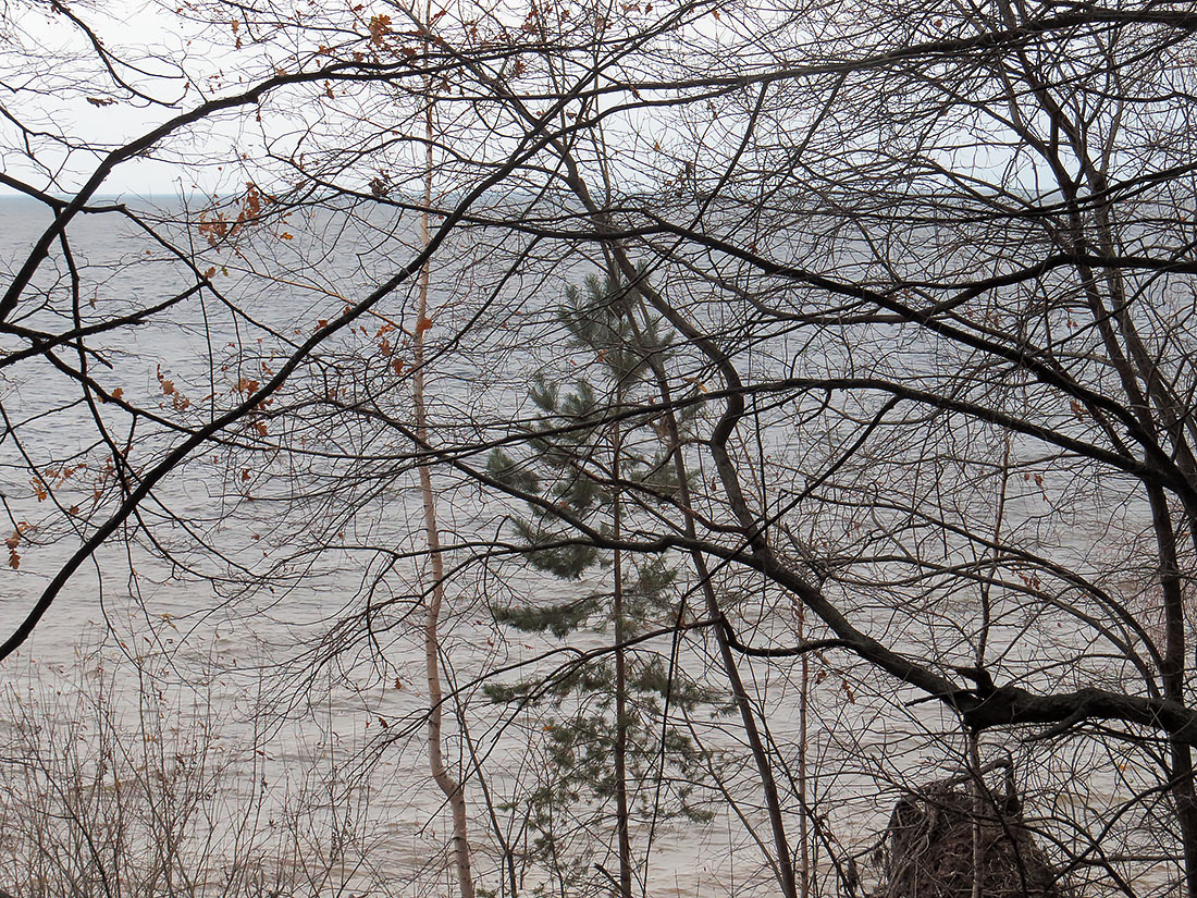 Куйбышевское водохранилище, image of landscape/habitat.