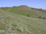 Окрестности села Курдюм, image of landscape/habitat.