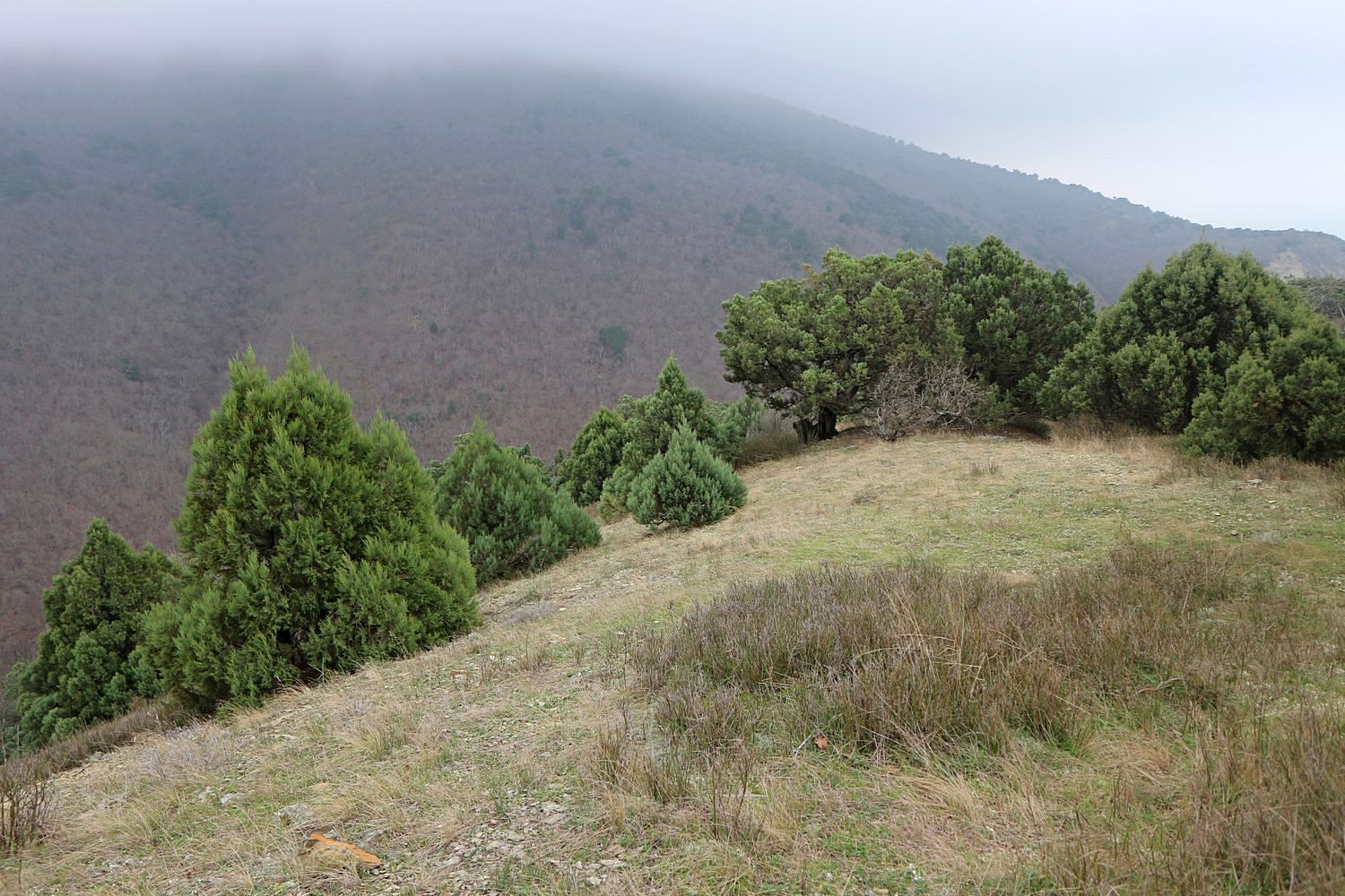 Большой Утриш, гора Солдатская, image of landscape/habitat.