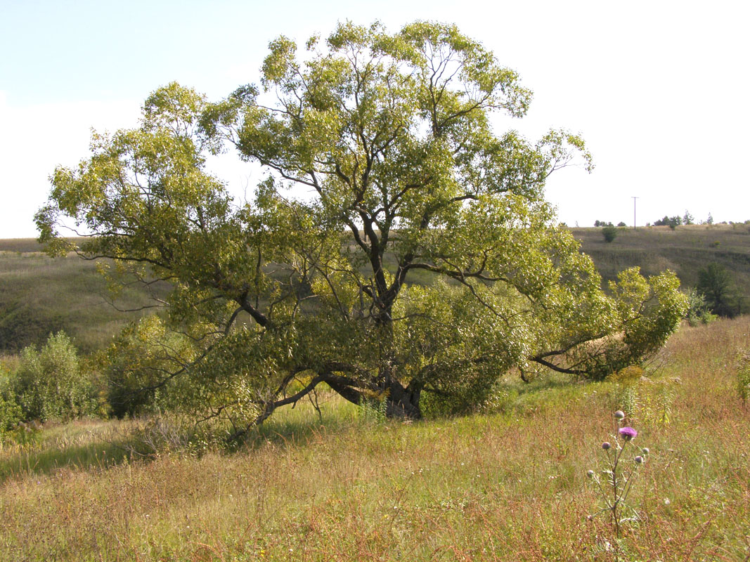 г. Орёл, image of landscape/habitat.