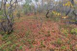 Долина Малого Вудъявра, image of landscape/habitat.