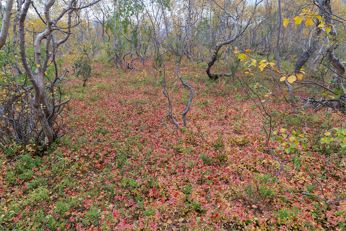 Долина Малого Вудъявра, image of landscape/habitat.