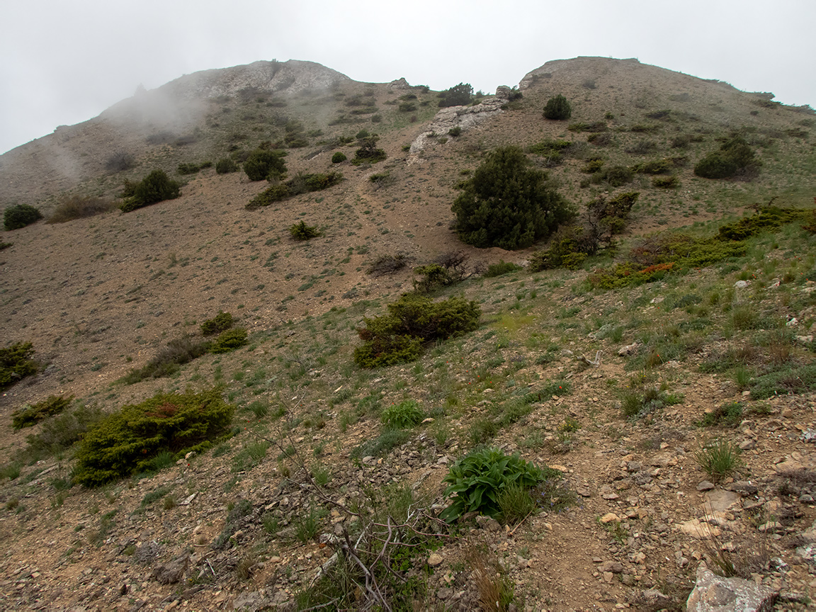 Гора Лысая (Голая), image of landscape/habitat.