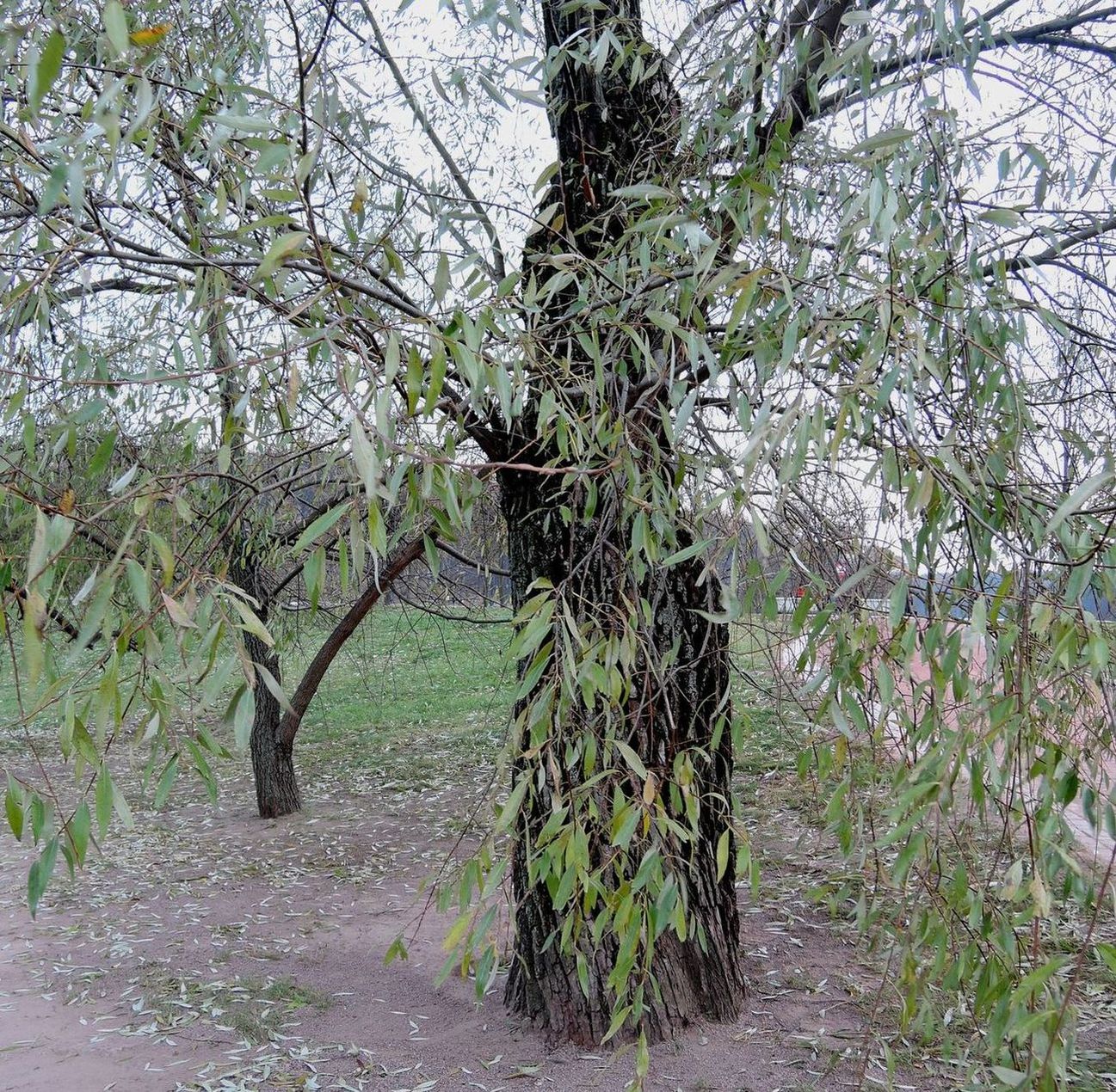 Царицыно, image of landscape/habitat.