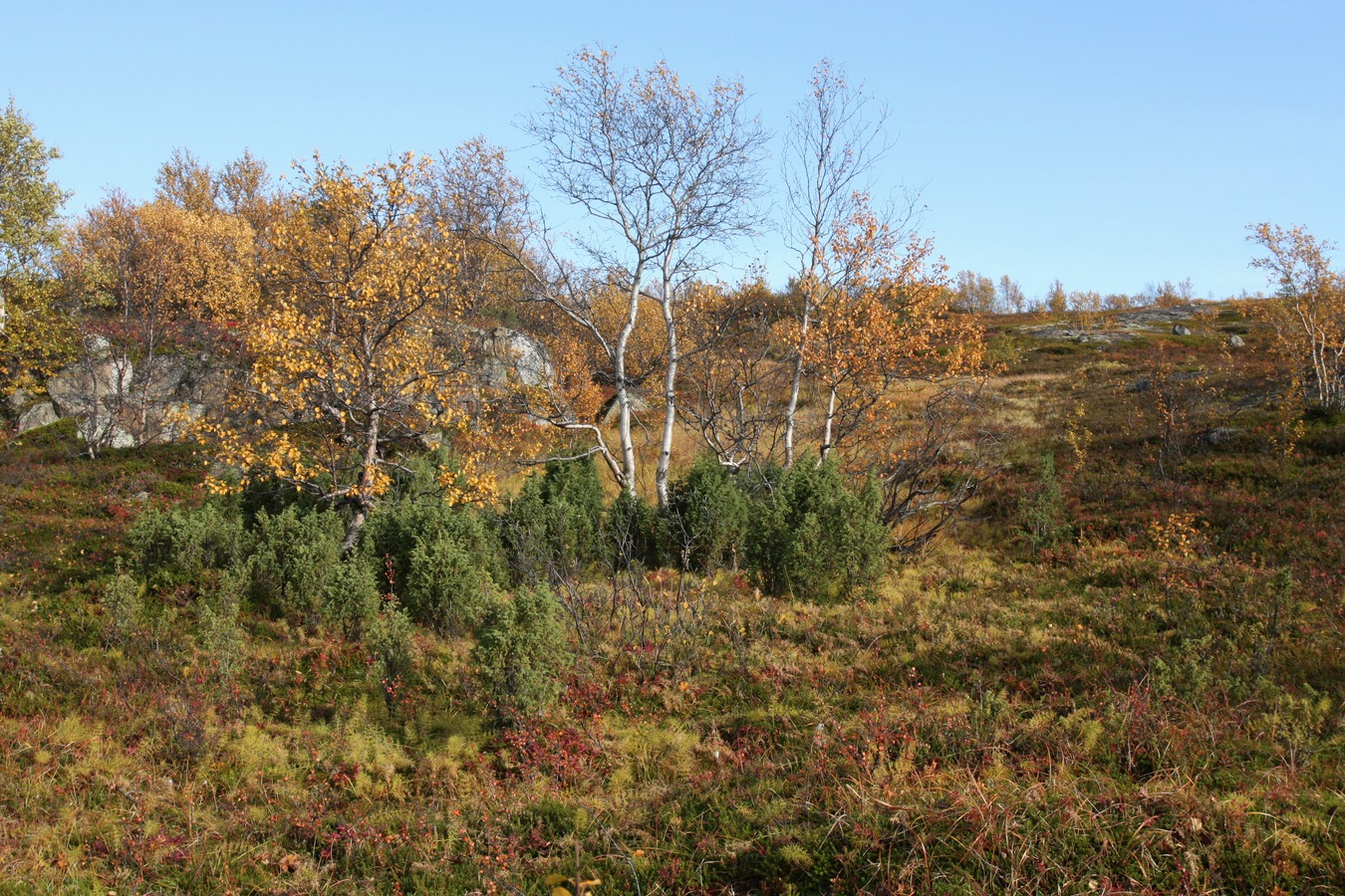 Горелая сопка, image of landscape/habitat.