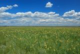 Дельта Дона, image of landscape/habitat.