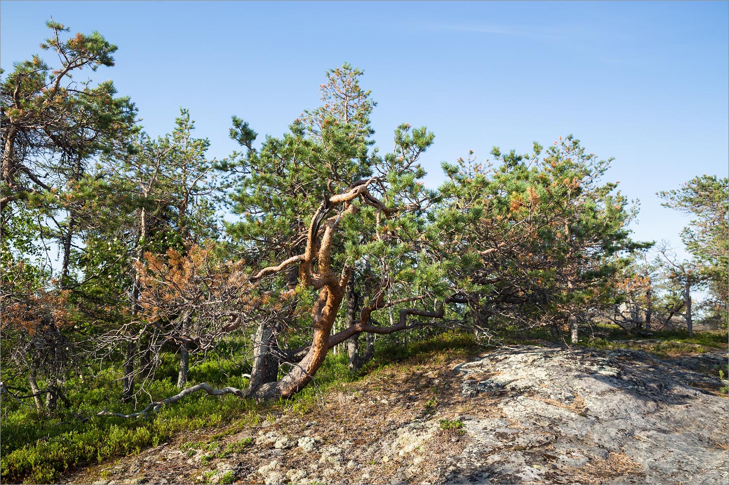 Иванова гора, image of landscape/habitat.