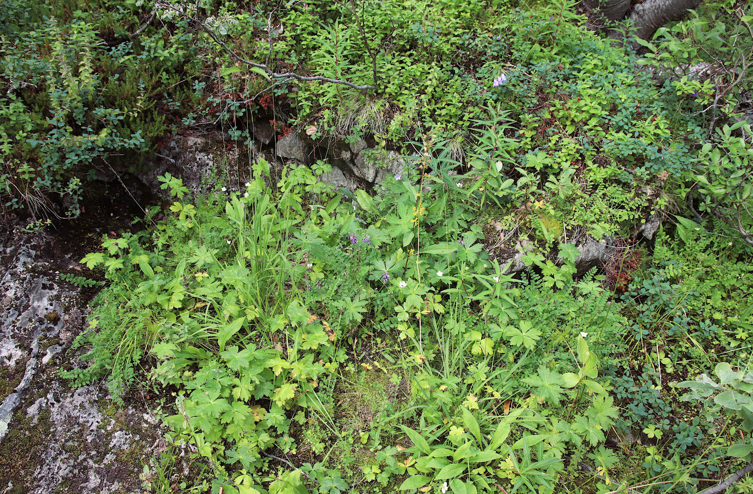 У падунов на Западной Лице, image of landscape/habitat.