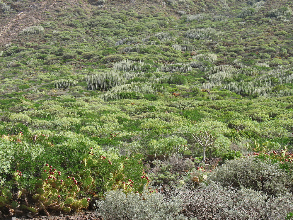 Ландшафтный парк Тено, image of landscape/habitat.