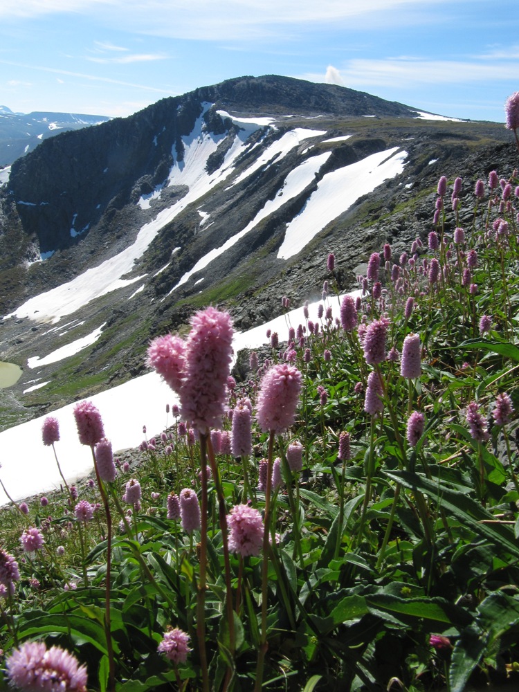 Алькесвож, image of landscape/habitat.