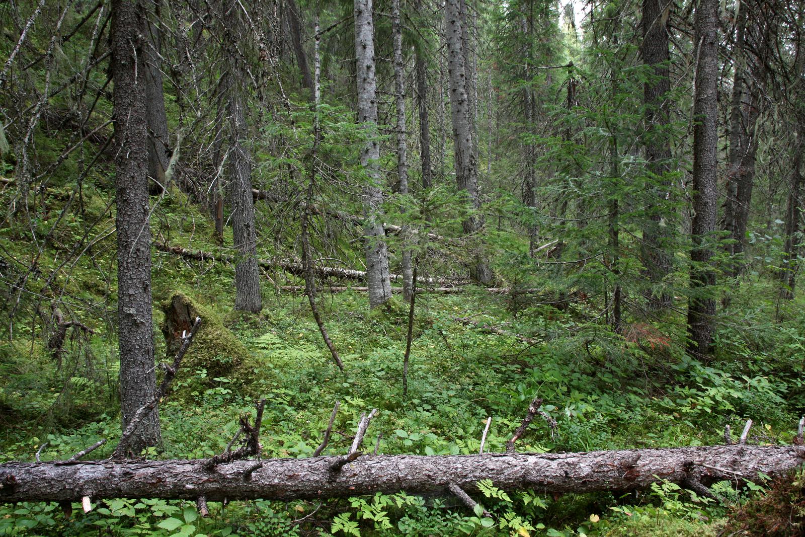 Сётра и Пойла, image of landscape/habitat.