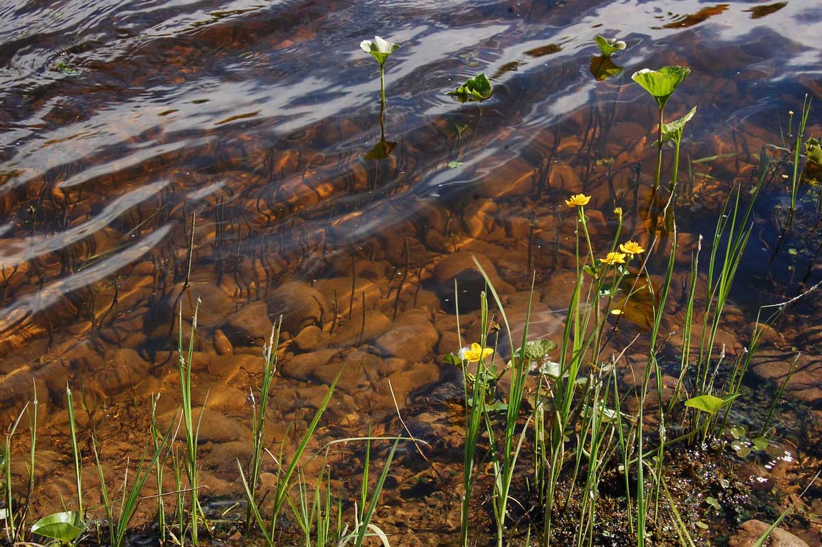 Окрестности урочища Тихий камень, image of landscape/habitat.