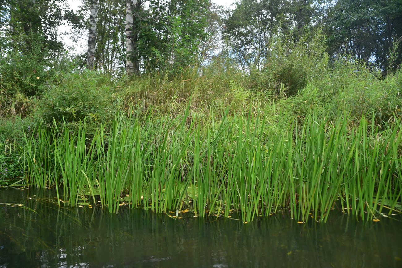 Окрестности Семлёво, image of landscape/habitat.