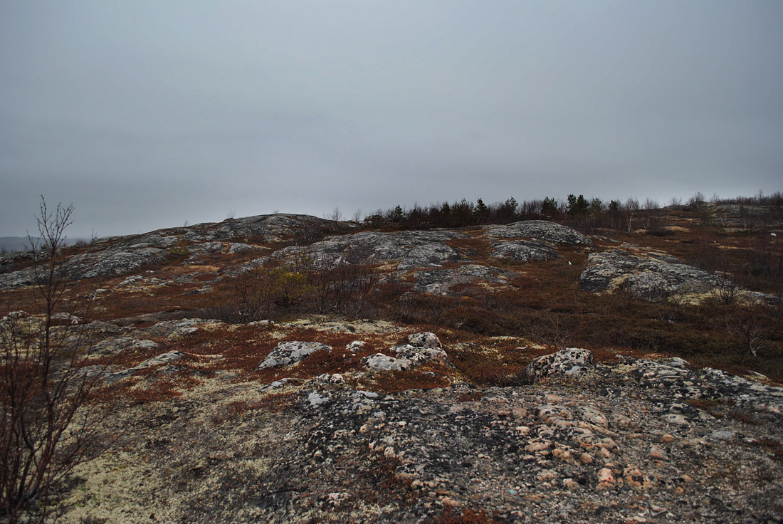 Окрестности посёлка Росляково, image of landscape/habitat.