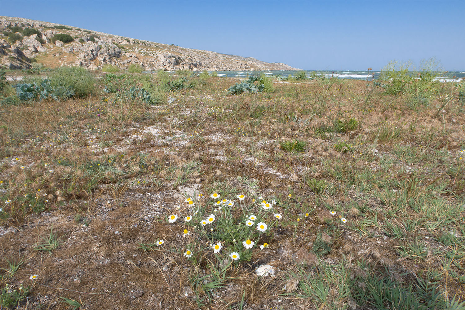 Казантип, image of landscape/habitat.