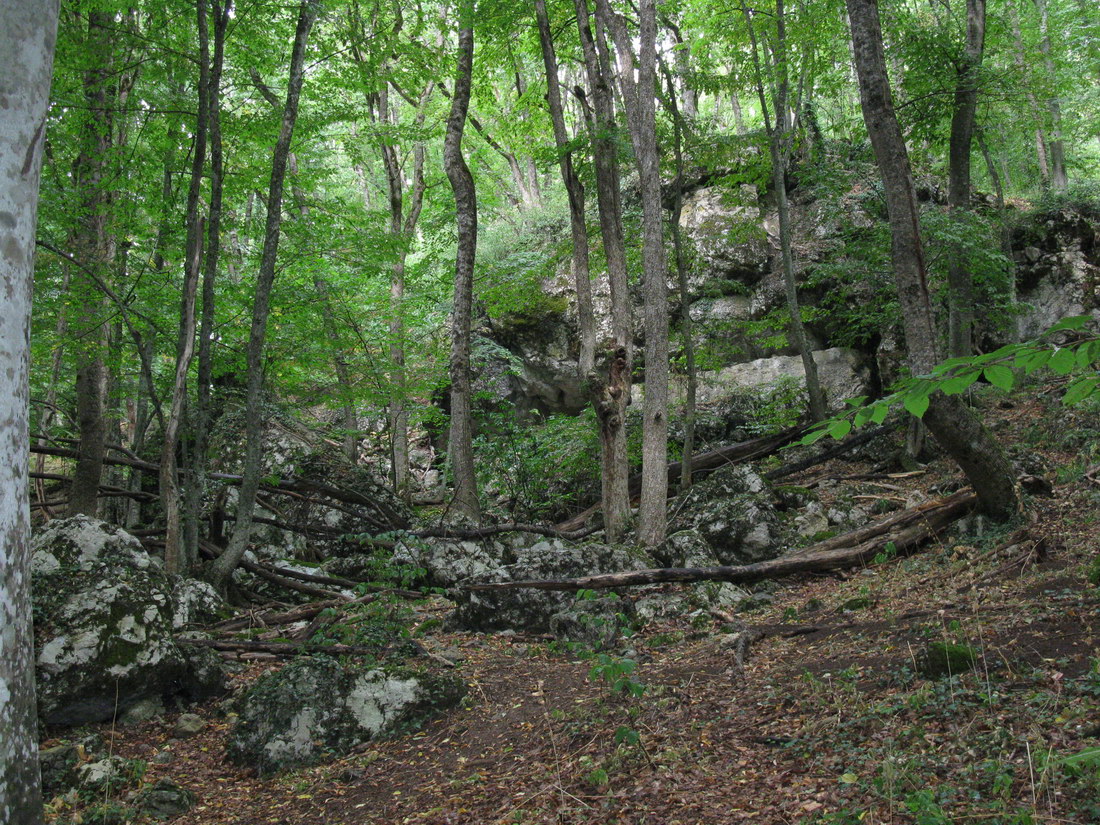 Большой каньон Крыма, image of landscape/habitat.