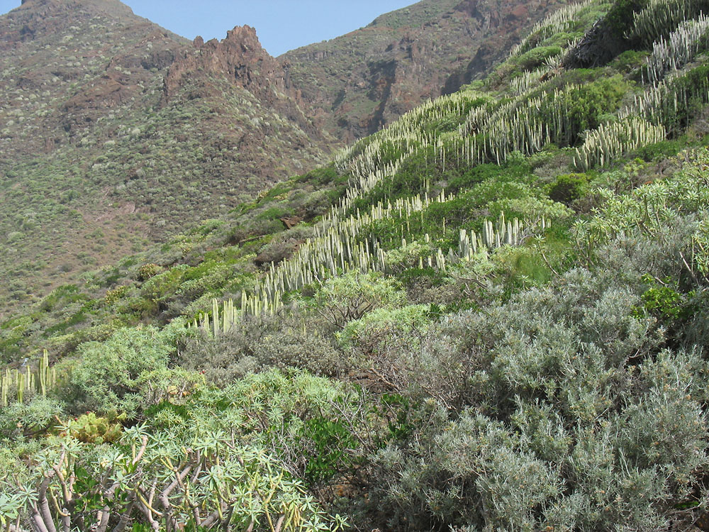 Ландшафтный парк Тено, image of landscape/habitat.