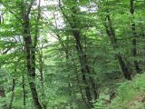 Image of landscape