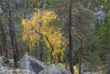 Пизанец, image of landscape/habitat.
