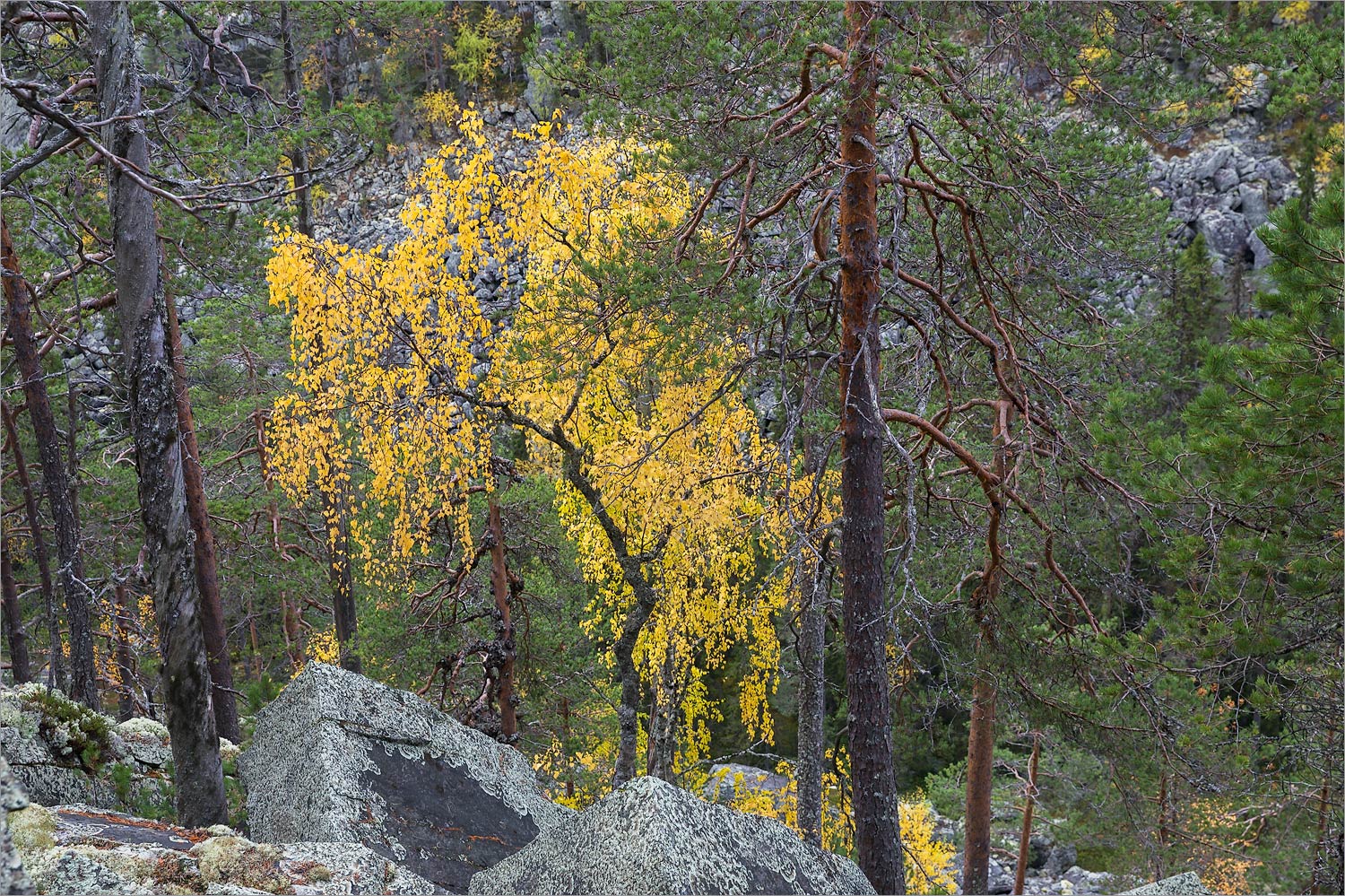 Пизанец, image of landscape/habitat.