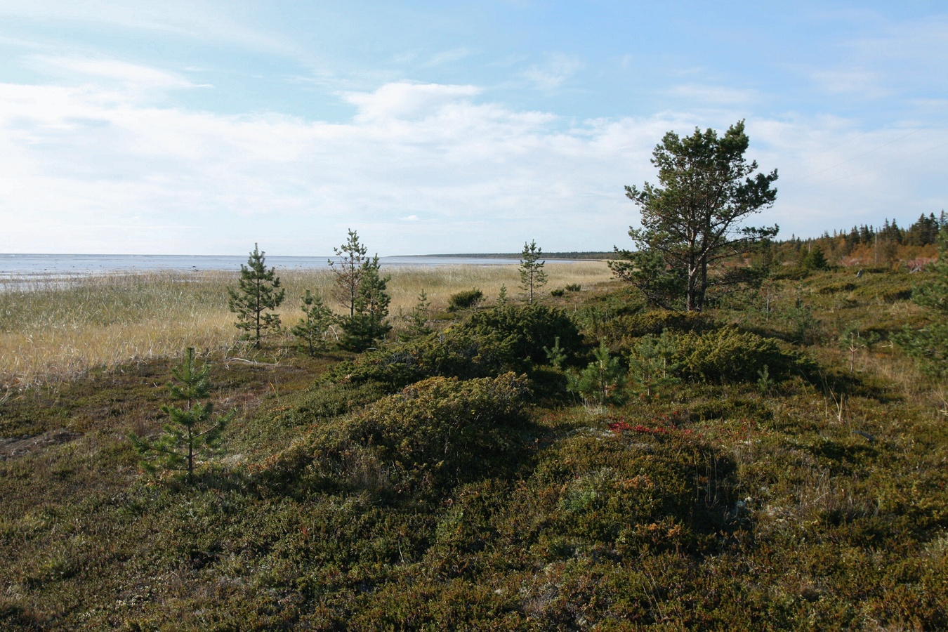 Кашкаранцы, image of landscape/habitat.