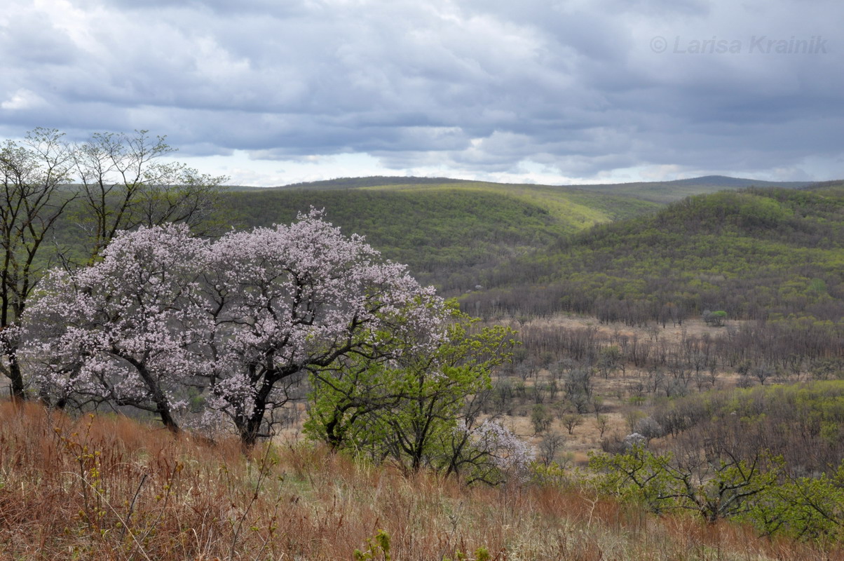 Монакино, image of landscape/habitat.