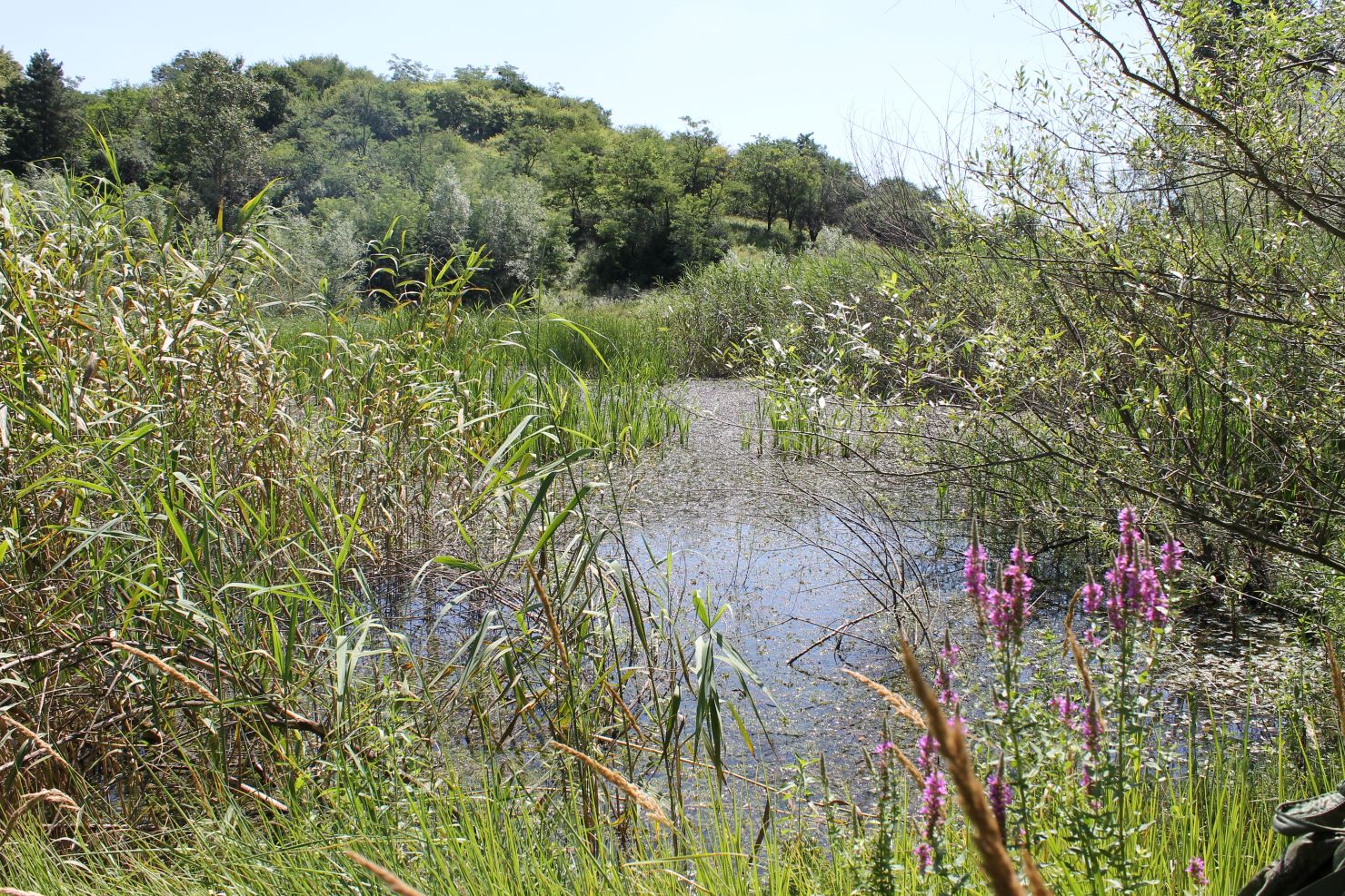 Заманкул, image of landscape/habitat.